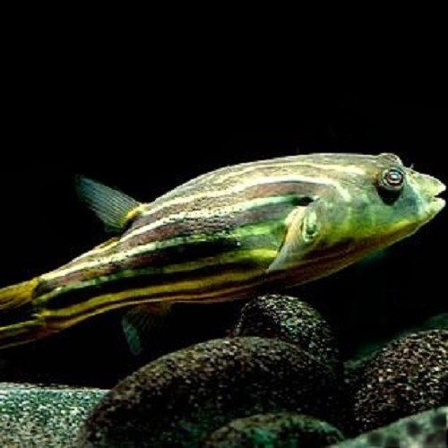 Tetraodon fahaka - Nikugelfisch S